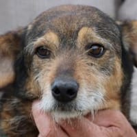Ahab - liebenswerter, anhänglicher Rüde, Hund zur Adoption