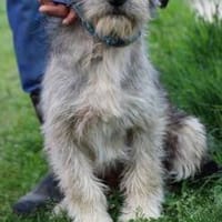 Iggy - verspielter Jungrüde, Hund zur Adoption