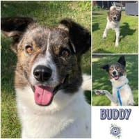 BUDDY * ein ganzer Kerl, Hund zur Adoption