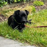 Lio sucht ein schönes Zuhause, Hund zur Adoption