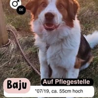 BAJU: DEIN loyaler Beschützer fürs Leben, Hund zur Adoption