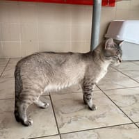 GENTIL (réservé), chat à adopter