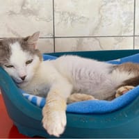 PETER, chat à adopter