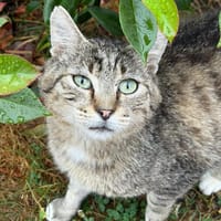 TELEMAQUE, chat à adopter