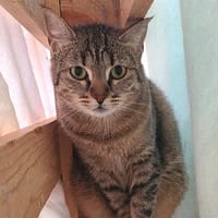 Anita, chatte à adopter