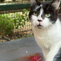 MILKA, chatte à adopter