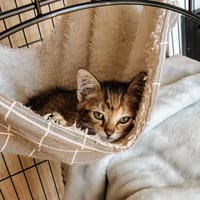 Kruszynka, kotka do adopcji