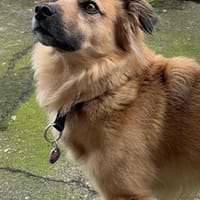 💙Paulchen💙sucht sein Glück🍀, Hund zur Adoption