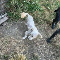 Don Camillo sucht sein Körbchen, Hund zur Adoption