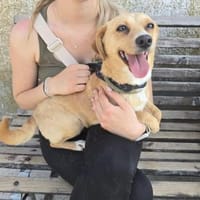 Eduarda auf Pflegestelle ab August!, Hündin zur Adoption