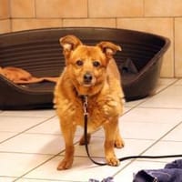 Leta, kl. ängstliche Hundedame, Hündin zur Adoption