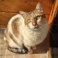 DORMEUR, chat à adopter