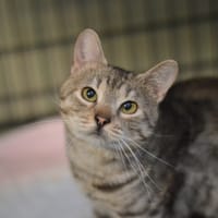 Bęblik, kot do adopcji