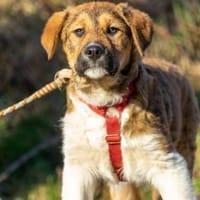 Paco, Hund zur Adoption