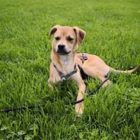 Usher, Hund zur Adoption
