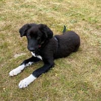 Fröhliche Luna sucht ihre Familie, Hündin zur Adoption
