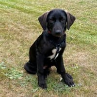 Mandy - dunkle Schönheit sucht ihr Glück, Hündin zur Adoption