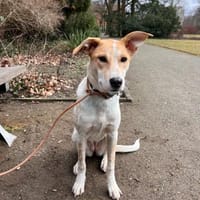 Hope, Hündin zur Adoption