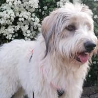 Wuschelhund Aby sucht ihre Menschen, Hündin zur Adoption