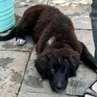 Plüschbär Elvis sucht seine Familie, Hund zur Adoption