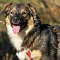 Hilde, Hündin zur Adoption