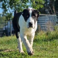 Ella, Hündin zur Adoption