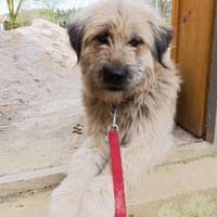 Chupo - ein toller Charakter, Hund zur Adoption