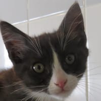 FALBALA, chatte à adopter