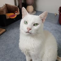 RICHARD, chat à adopter