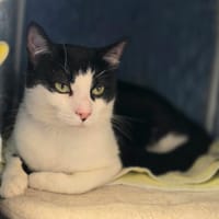 Tom, chat à adopter