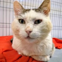 ALBERT, chat à adopter