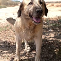ZARA (Maria), chienne à adopter