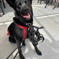 Ozyrys, pies do adopcji