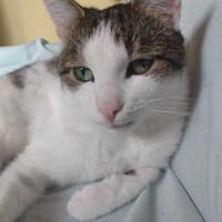 Miłek, kot do adopcji