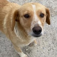 Lucy sucht ein liebevolles Zuhause, Hündin zur Adoption