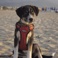 Maja sucht ihr für Immer Zuhause, Hündin zur Adoption