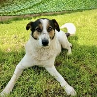 Lino, ein perfekter Begleiter, Hund zur Adoption