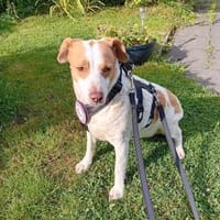 Lolasucht ihre Menschen, Hündin zur Adoption