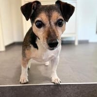 Taro - lebensfrohe Rüde, Hund zur Adoption