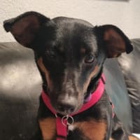 Zaubermaus MILA, Hündin zur Adoption