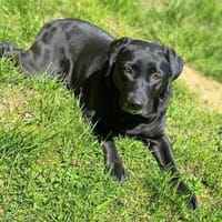 Laika - neugierig,verspielt&verschmust, Hündin zur Adoption