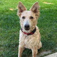 Mogli  ein Herz auf vier Pfoten 🐾, Hund zur Adoption