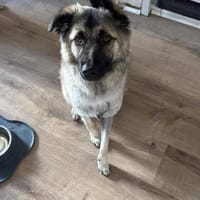 Kuscheliger Cody❤ sucht liebevolles Heim, Hund zur Adoption