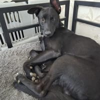 Hundedame Trish, Hündin zur Adoption
