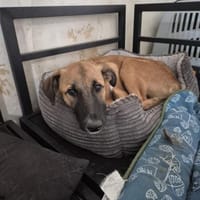 Welpenmädchen Alinga, Hündin zur Adoption