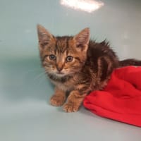 Flamby, chatte à adopter
