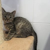 Mic, chatte à adopter