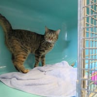 Lexie, chatte à adopter