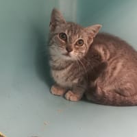 Scarlett, chatte à adopter