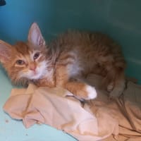 Aligot, chat à adopter